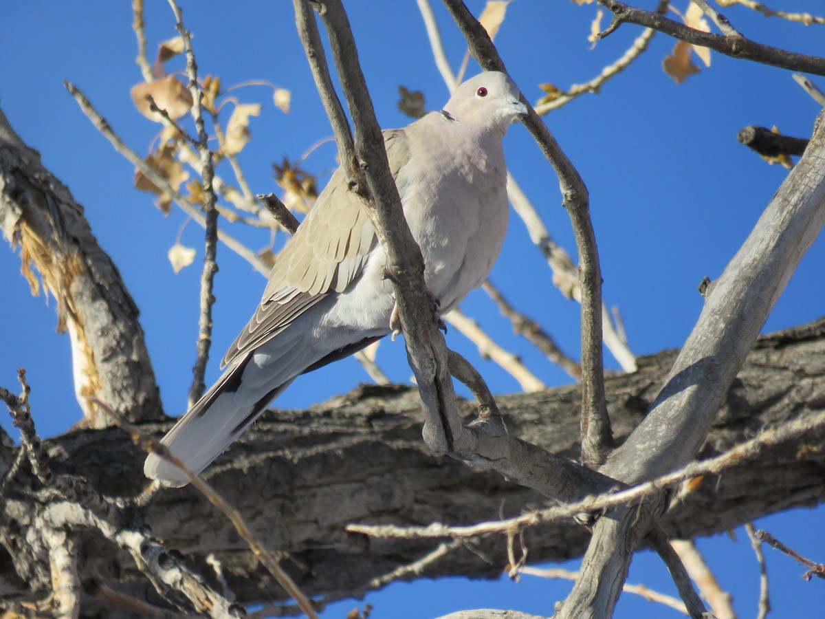 Eurasian Collared-Dove - Del Nelson