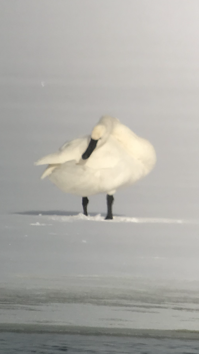 Tundra Swan - ML135965121