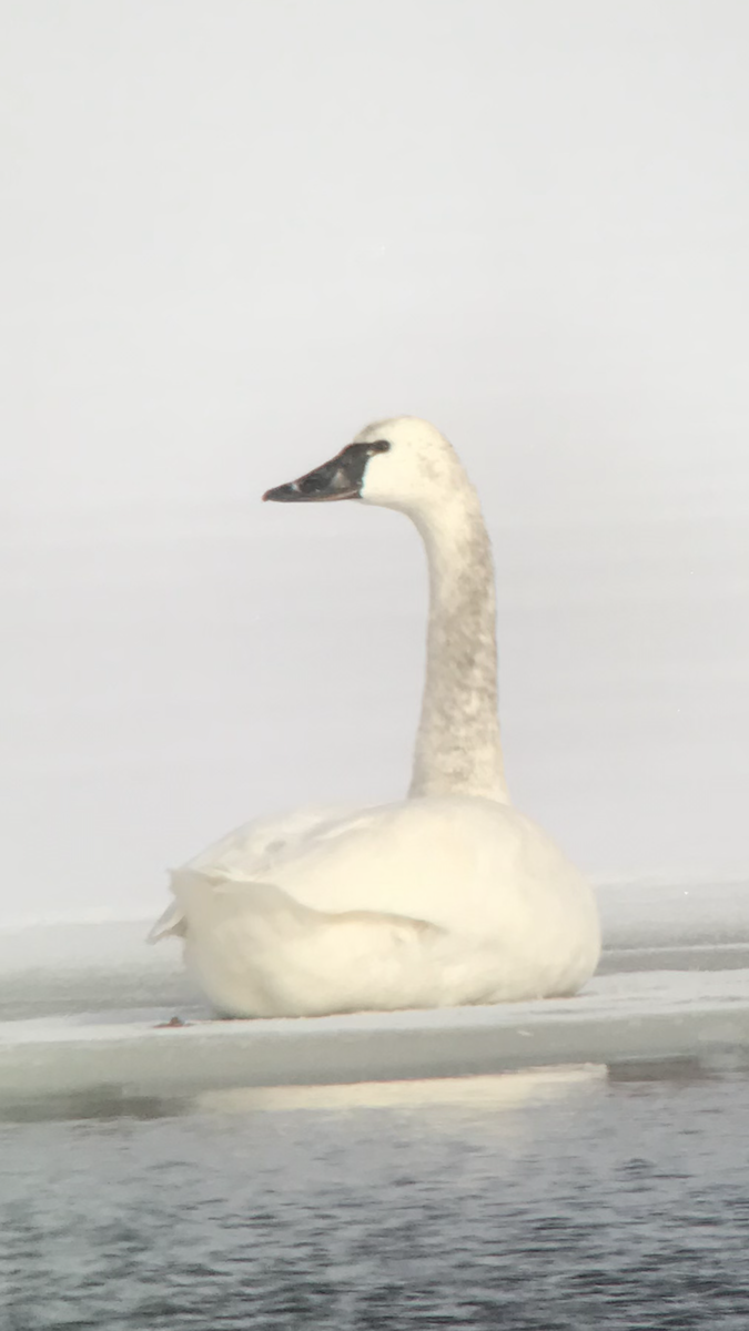 Tundra Swan - ML135965141