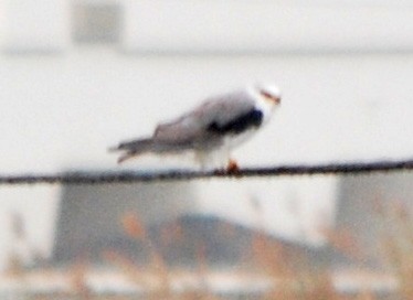 White-tailed Kite - ML135965991