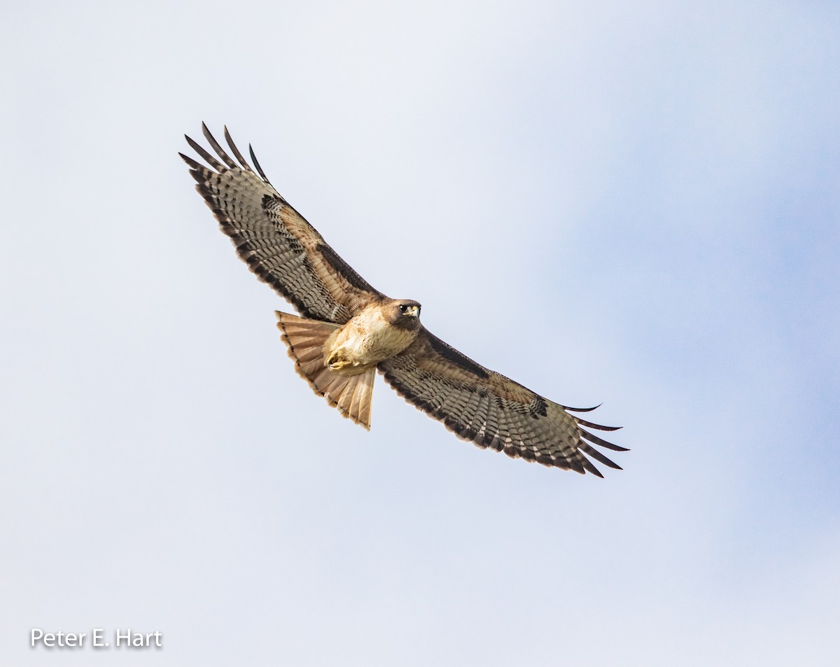 Red-tailed Hawk - ML135968691