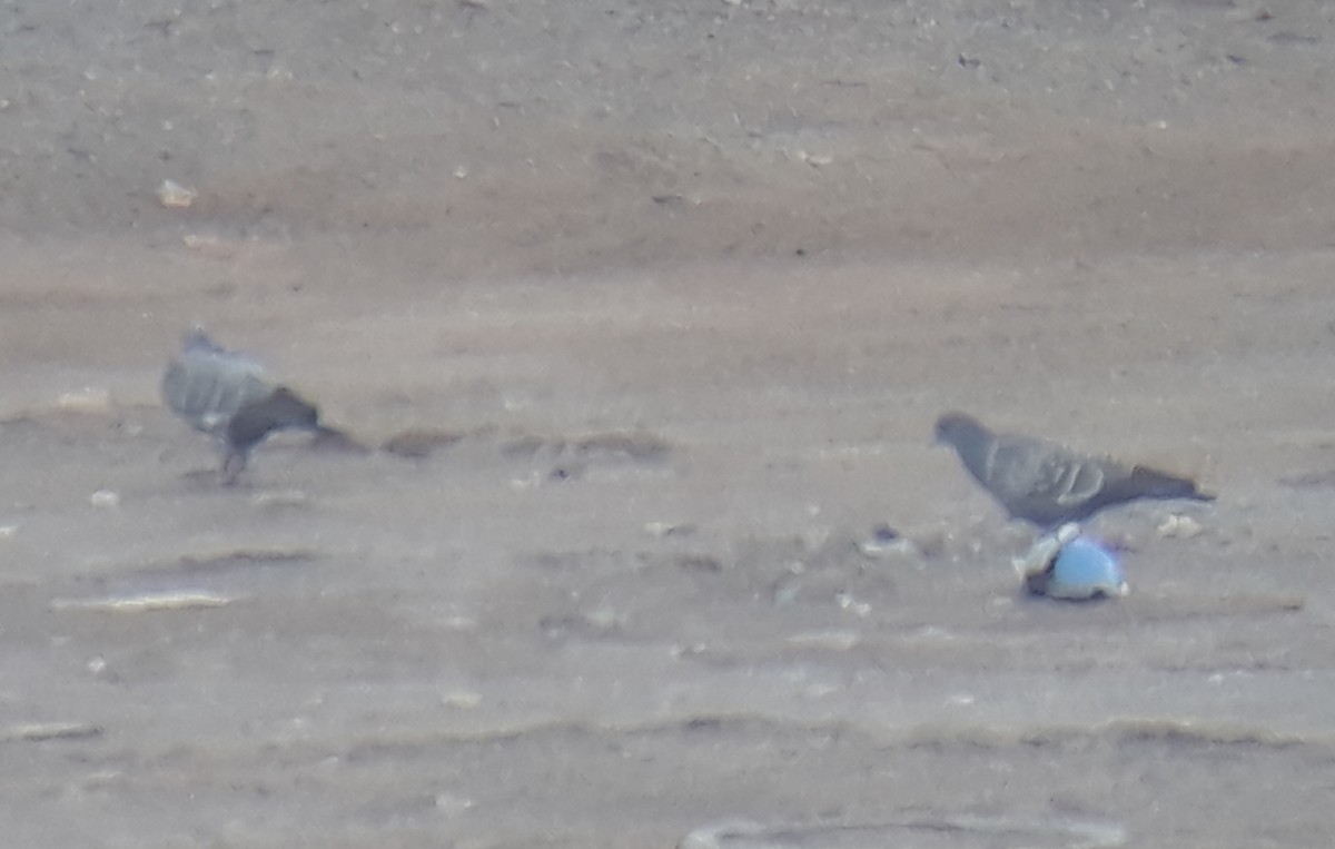 Spot-winged Pigeon - ML135970571