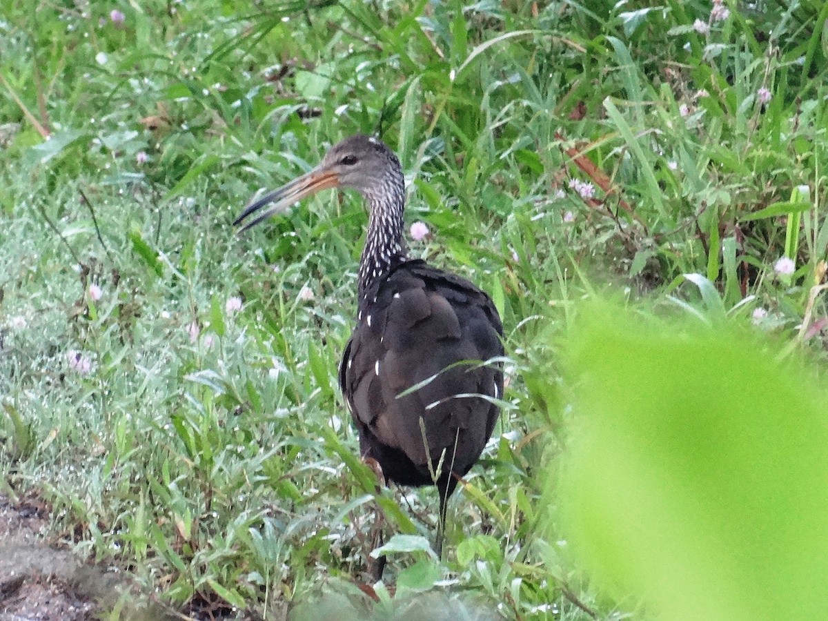 Limpkin - Pablo Bedrossian