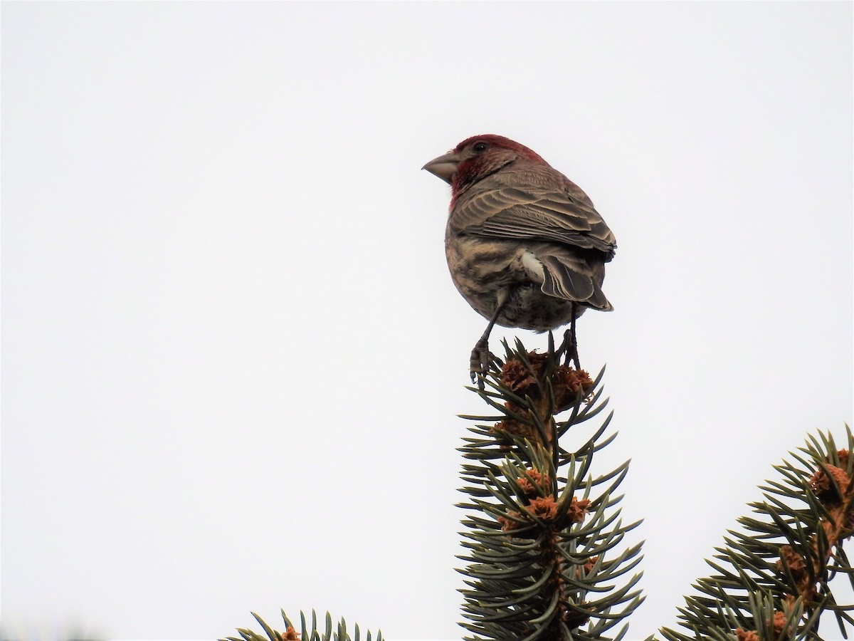 House Finch - ML135970811