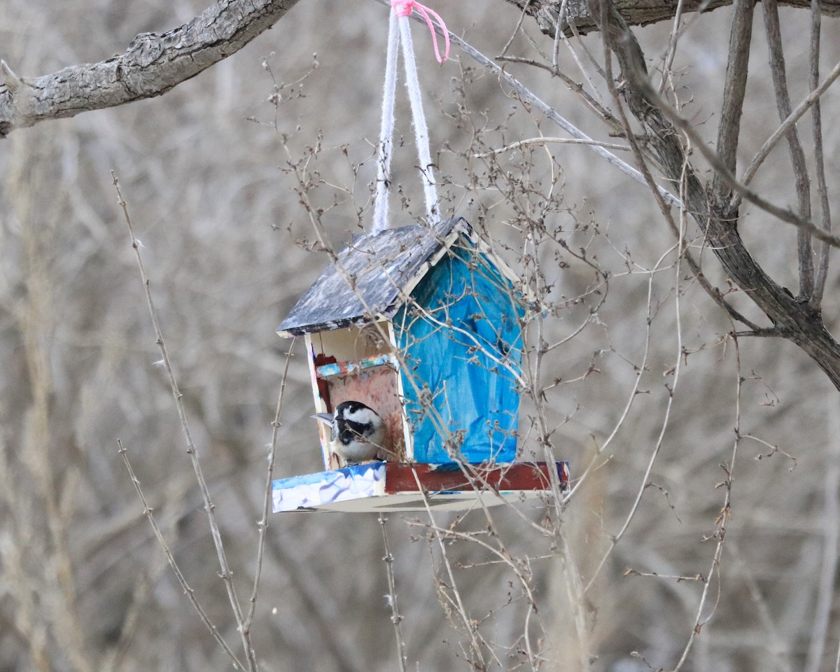 Black-capped Chickadee - ML135970931