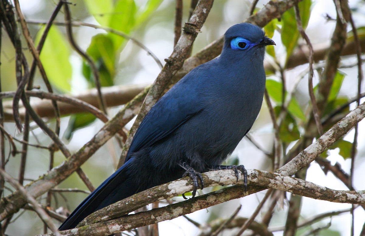 Blue Coua - Pam Rasmussen