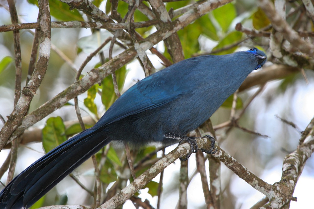 Blue Coua - Pam Rasmussen