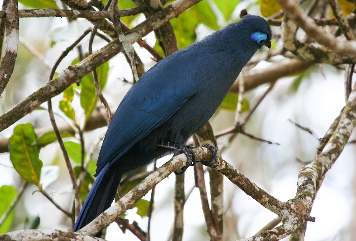 Blue Coua - ML135971301