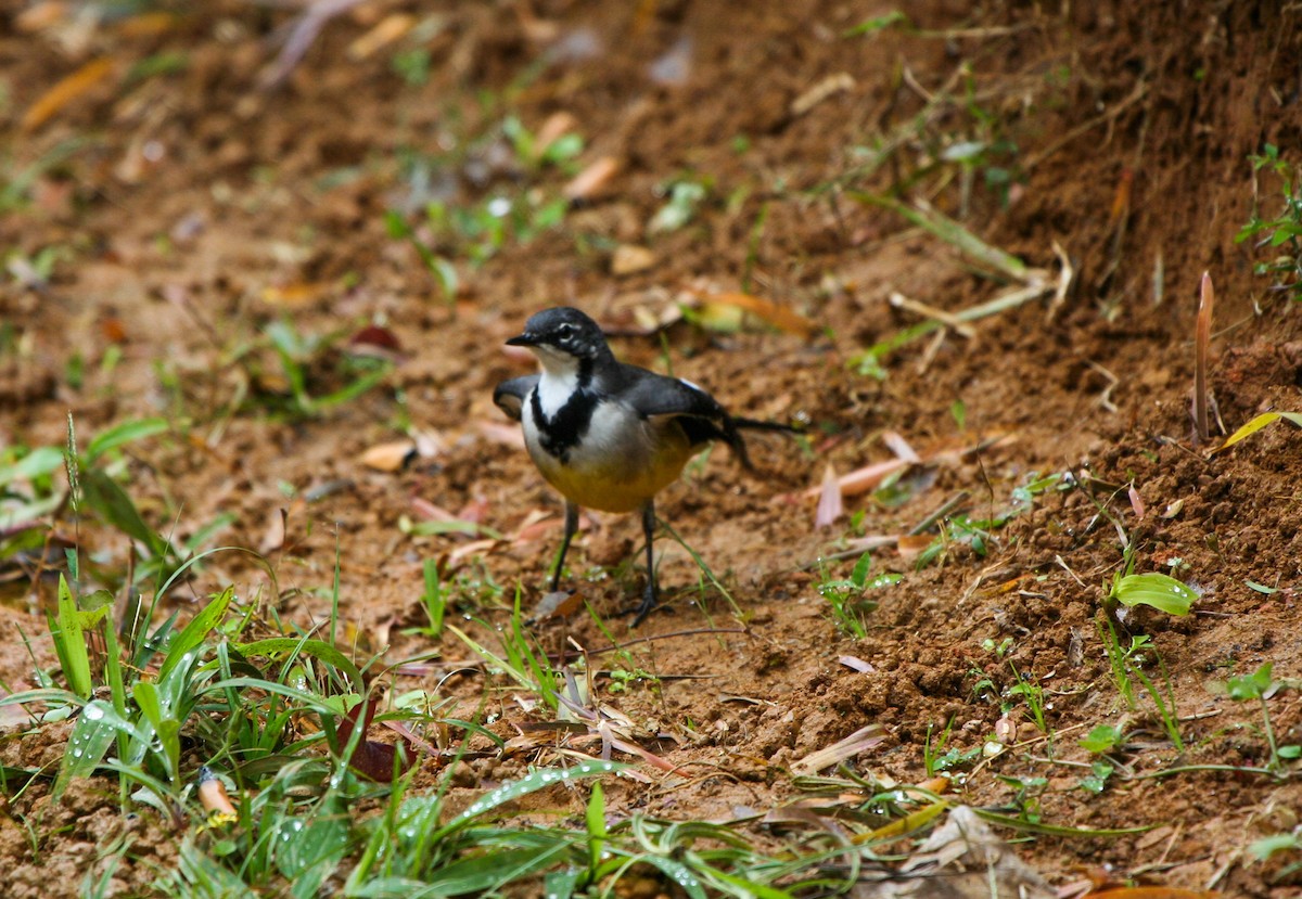 Madagascar Wagtail - ML135971351