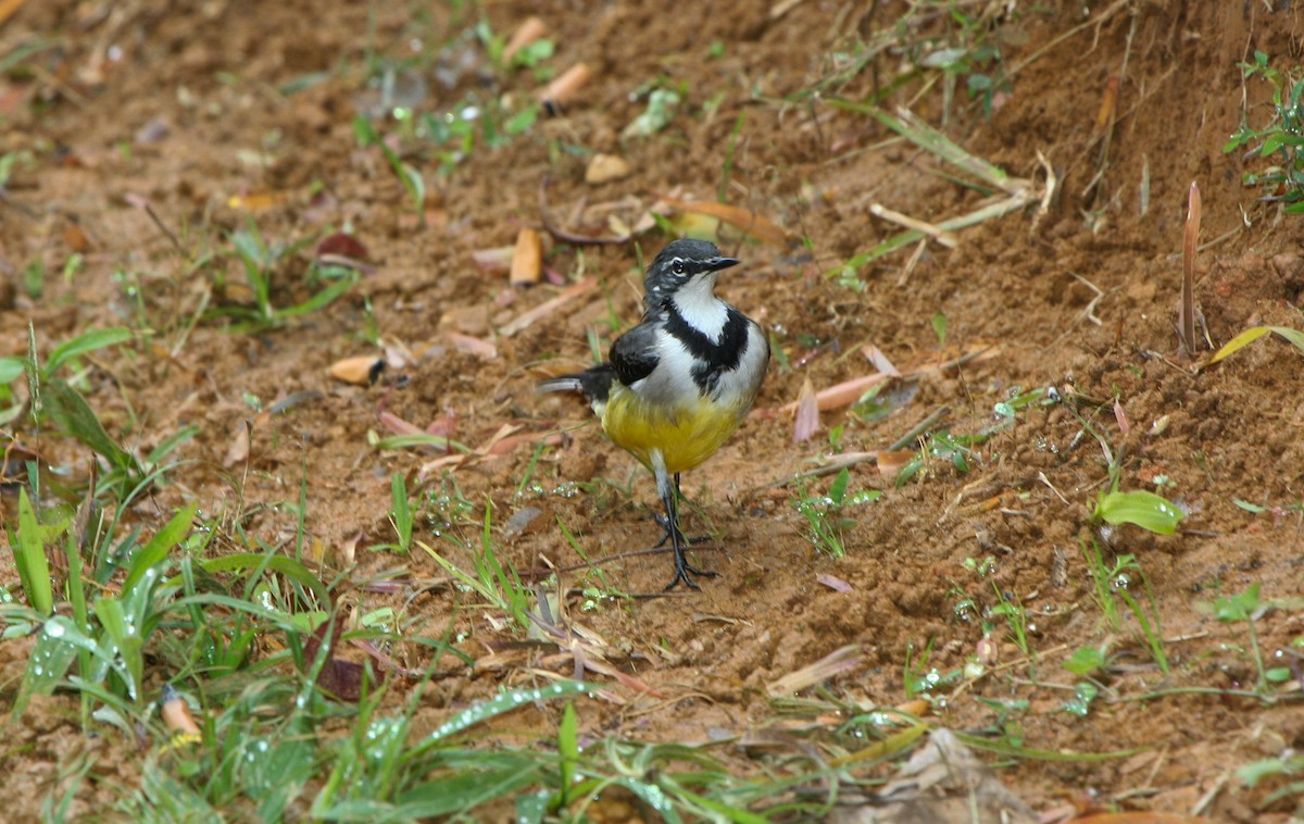 Madagascar Wagtail - ML135971371