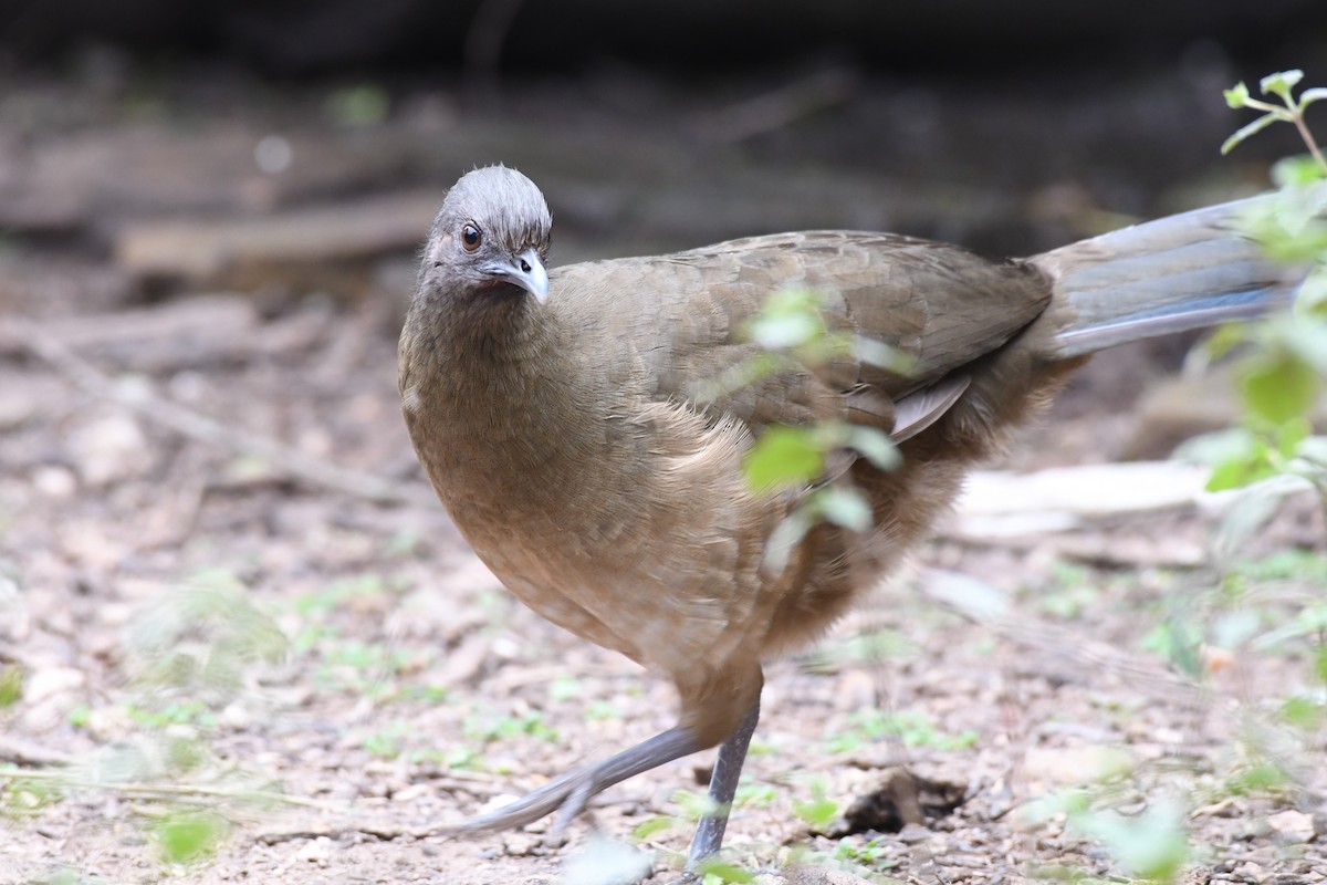 čačalaka obecná - ML135972541