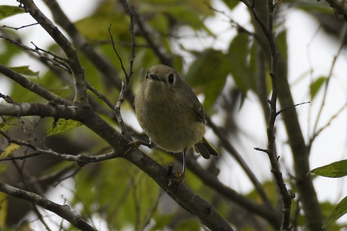 králíček americký - ML135972631