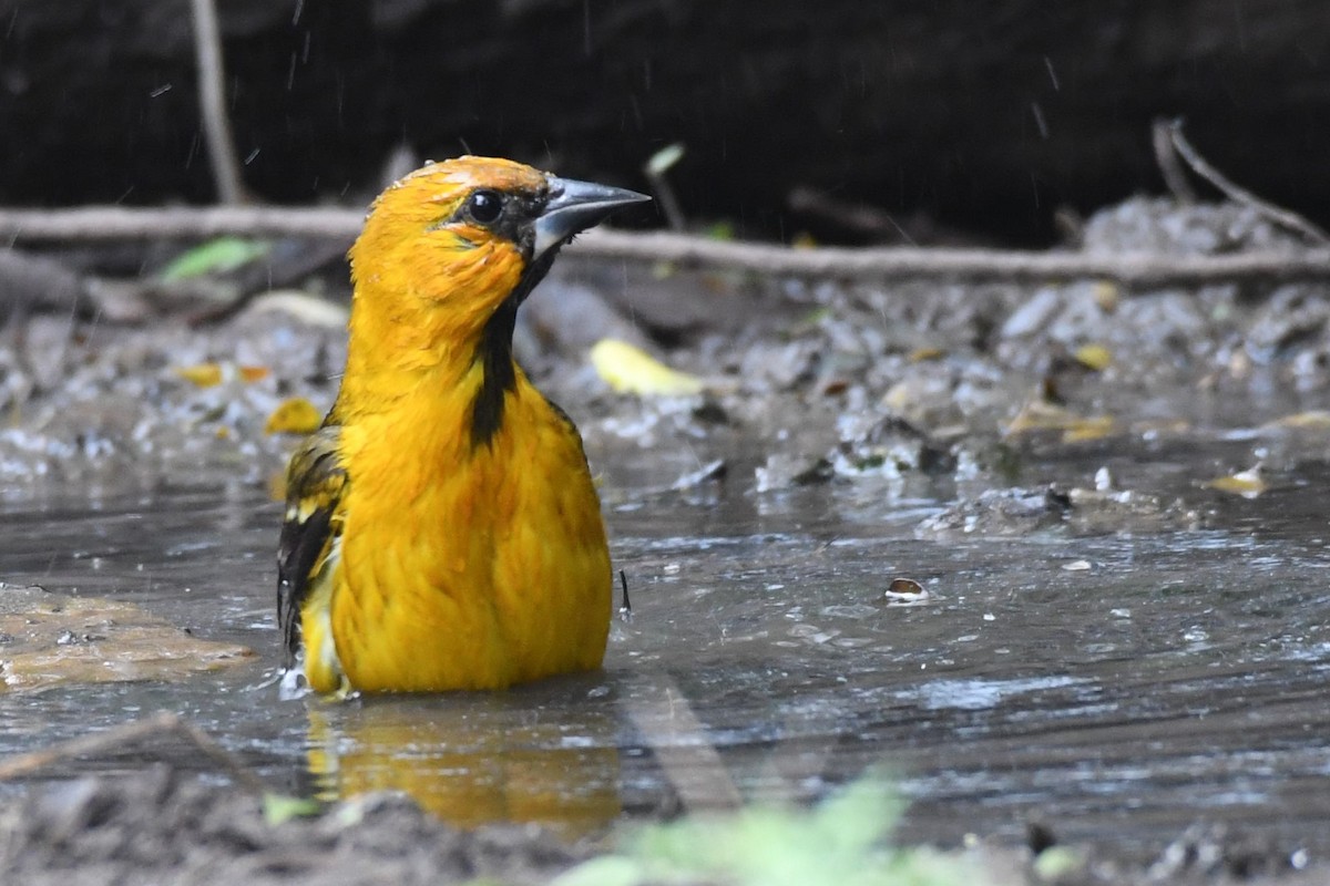 Altamira Oriole - ML135972671