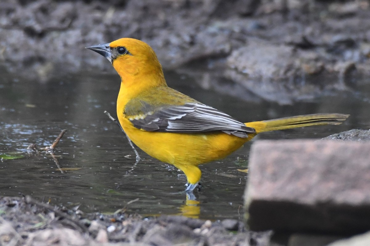 Altamira Oriole - ML135972681
