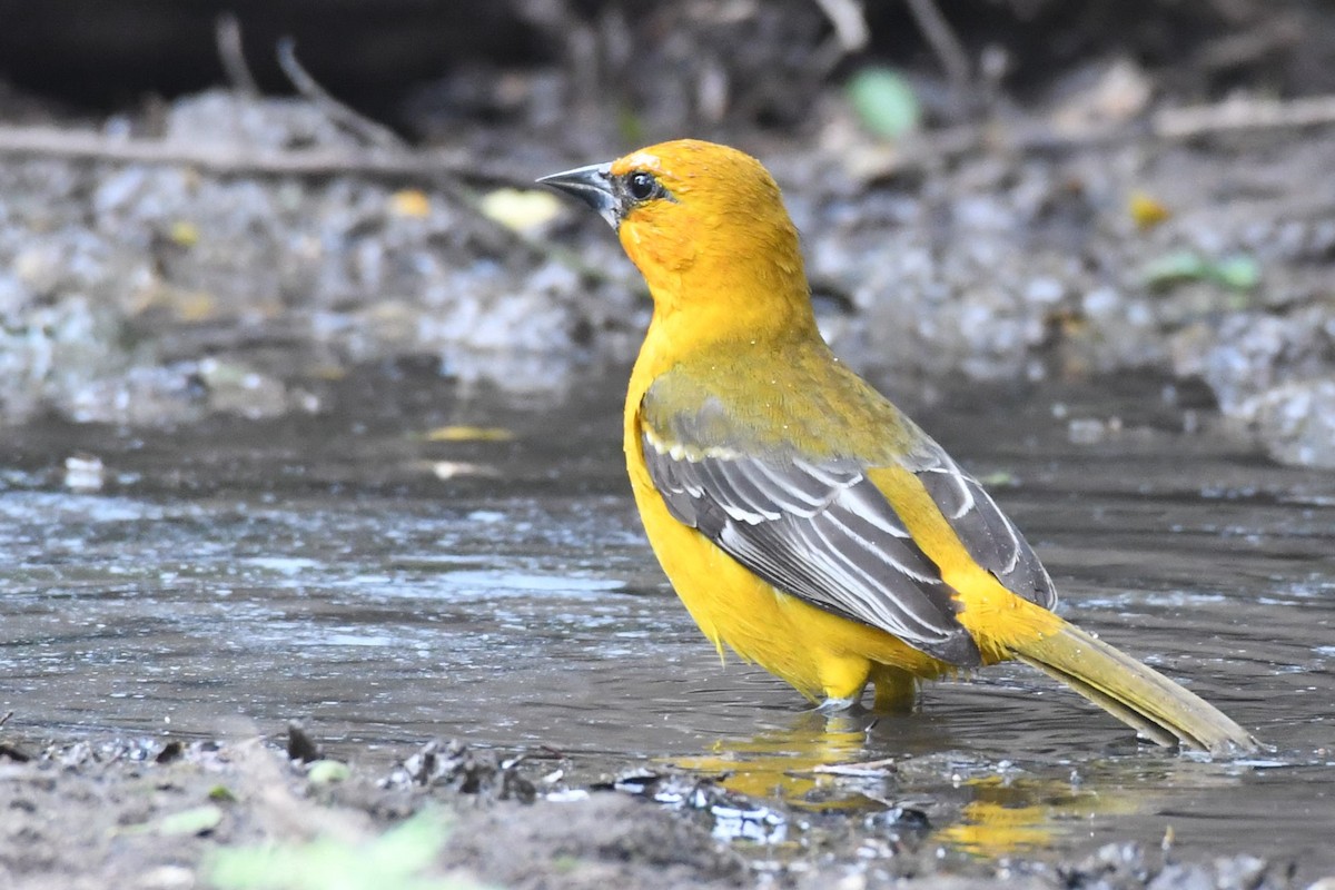 Altamira Oriole - ML135972691