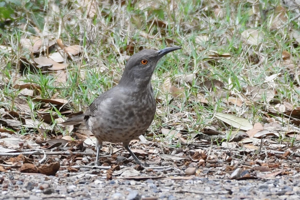 drozdec skvrnitoprsý - ML135972741