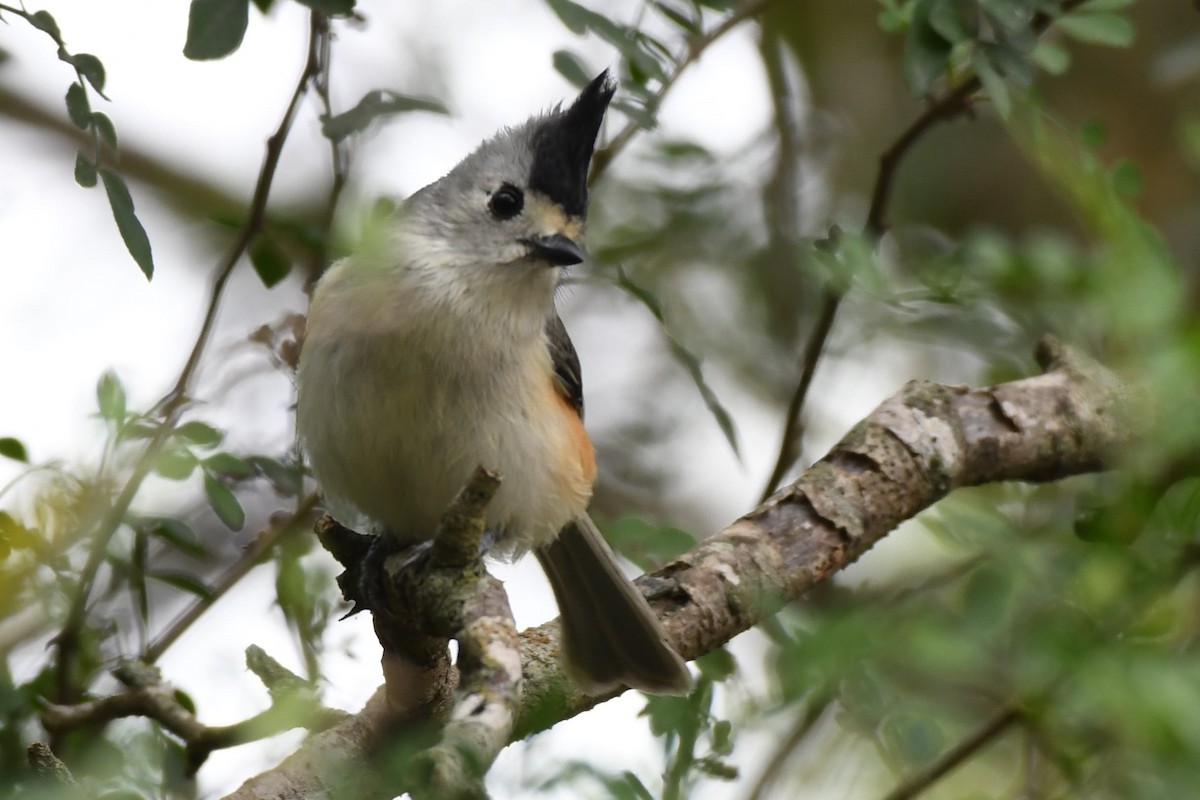 sýkora černochocholatá - ML135972781