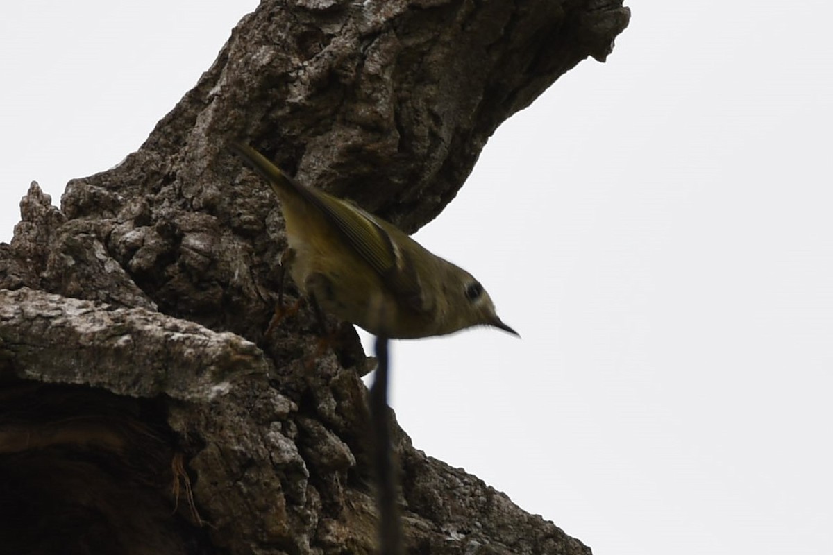 králíček americký - ML135972831