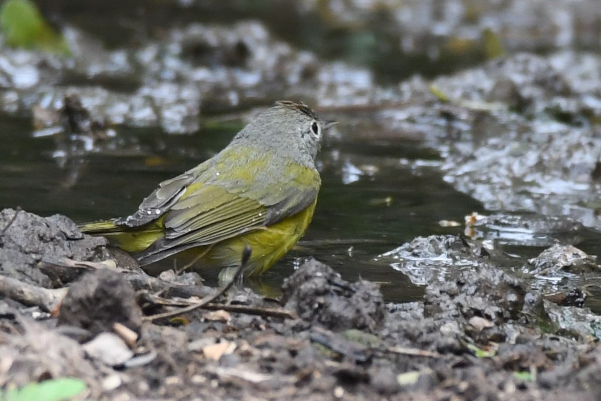 lesňáček rezavokorunkatý - ML135972931