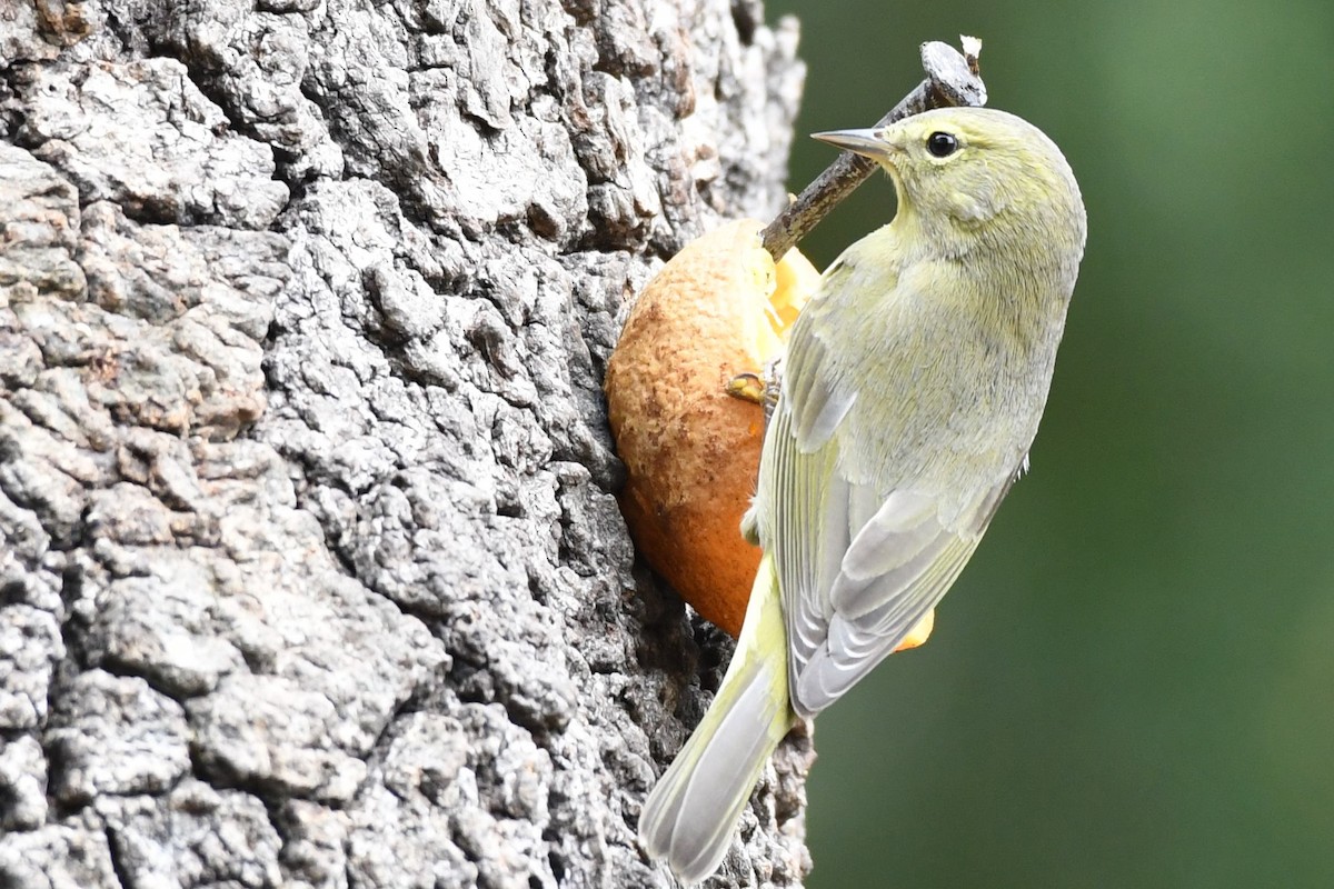 lesňáček hvězdičkový - ML135973111