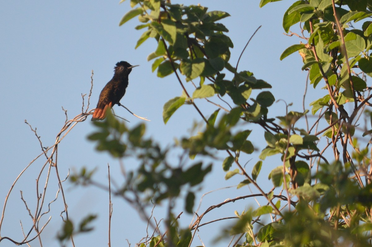 kolibřík červenohlavý - ML135973561