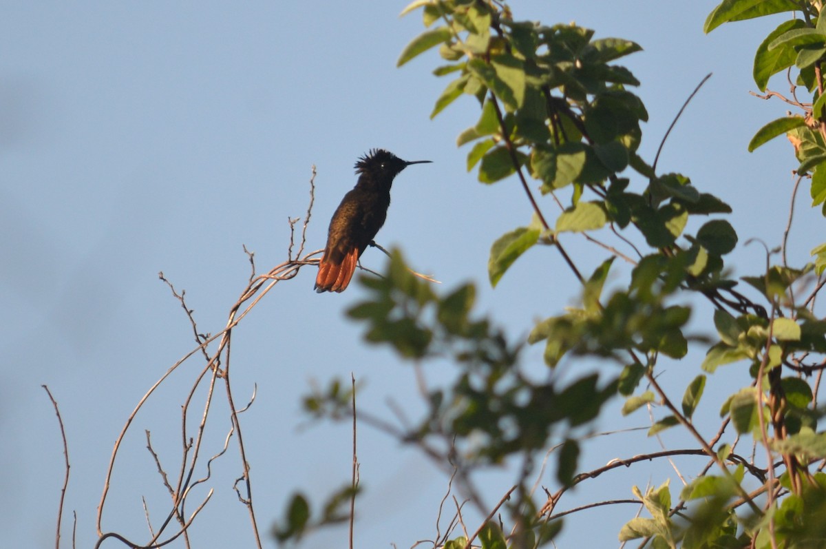 kolibřík červenohlavý - ML135973571