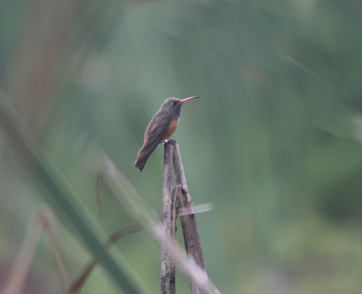 Amazilia Hummingbird - ML135974041