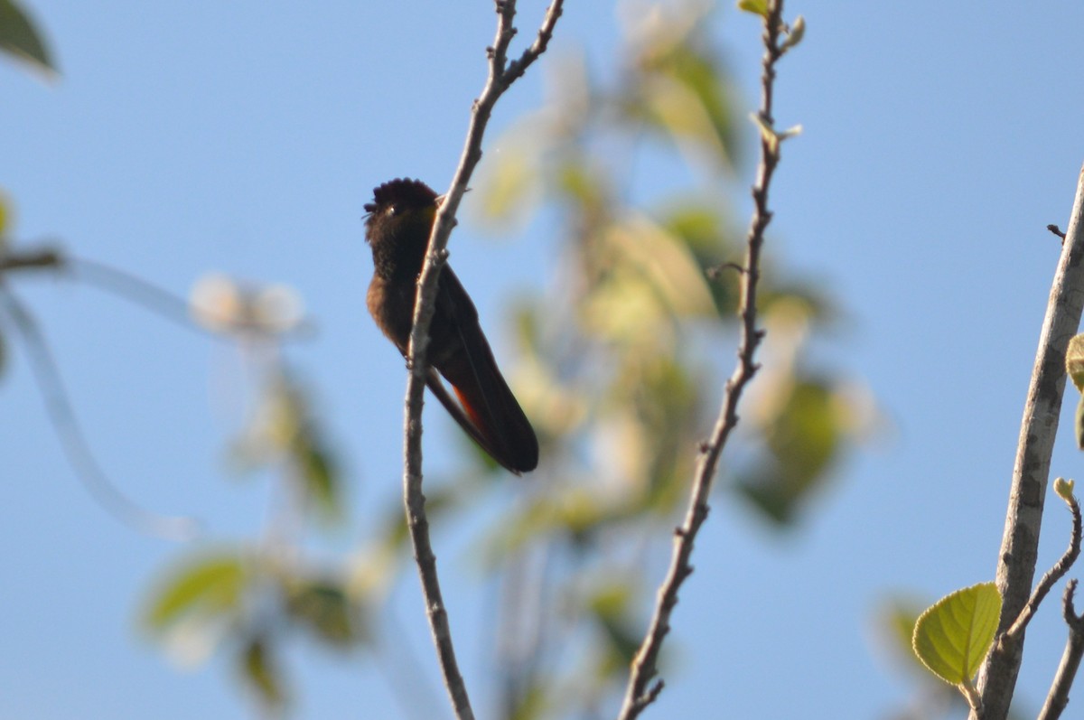 kolibřík červenohlavý - ML135974761