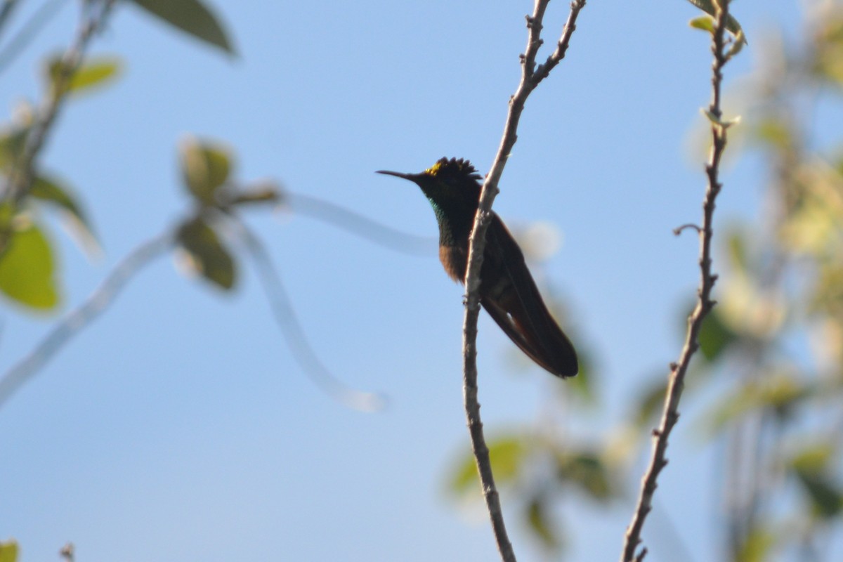 kolibřík červenohlavý - ML135974771