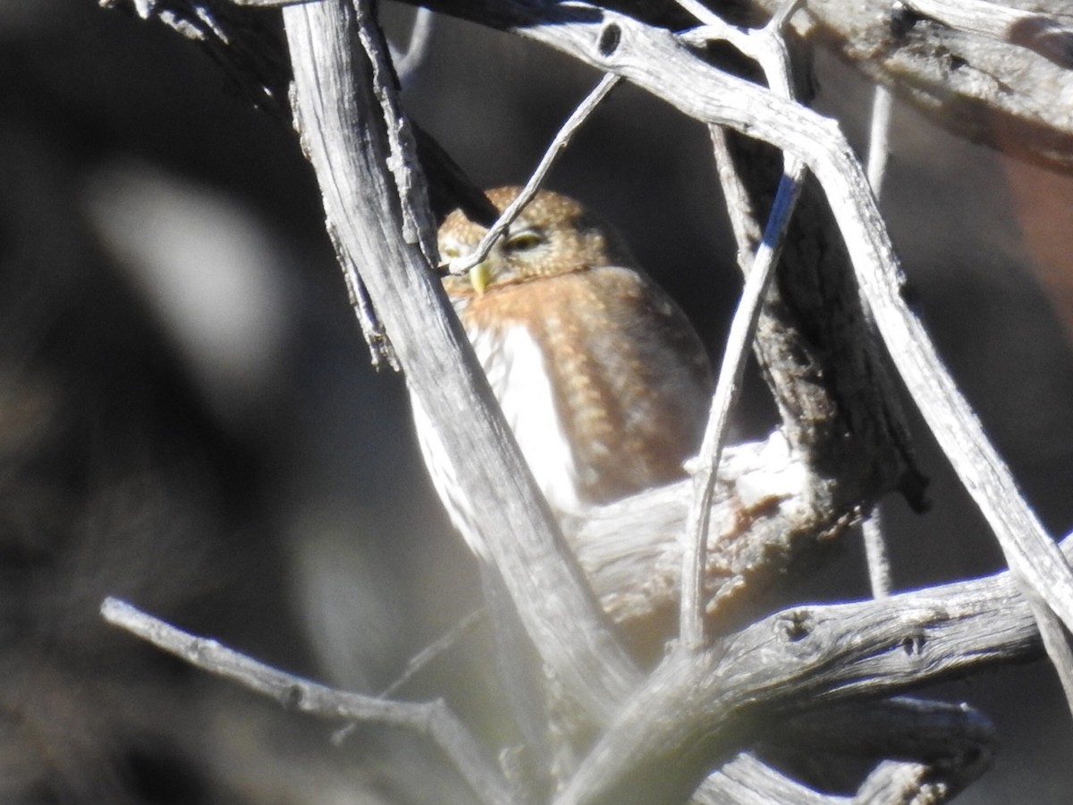 Northern Pygmy-Owl - ML135975721