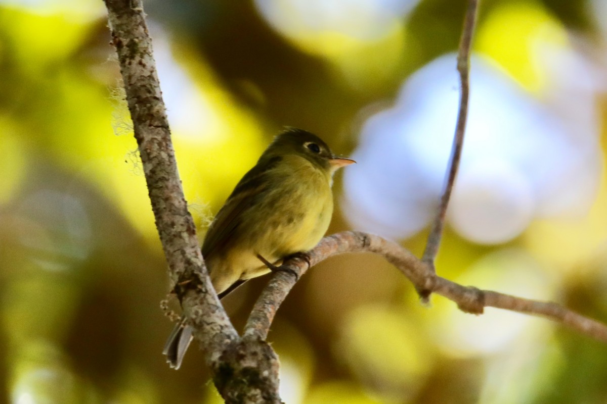 Yellowish Flycatcher - ML135977821