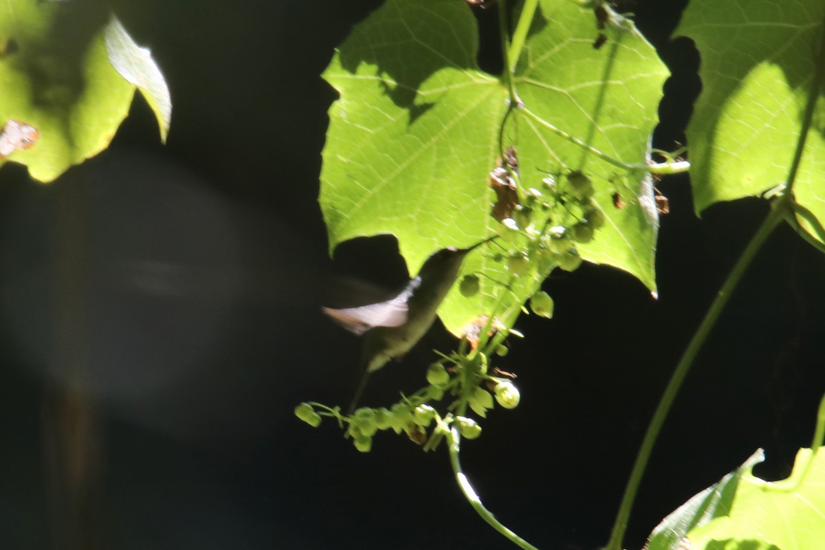 Stripe-tailed Hummingbird - ML135978131