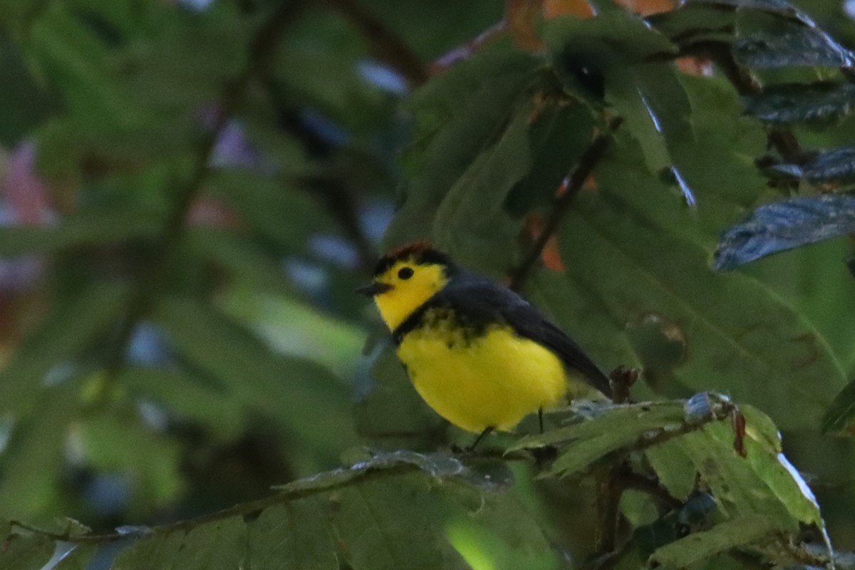 Collared Redstart - ML135978321