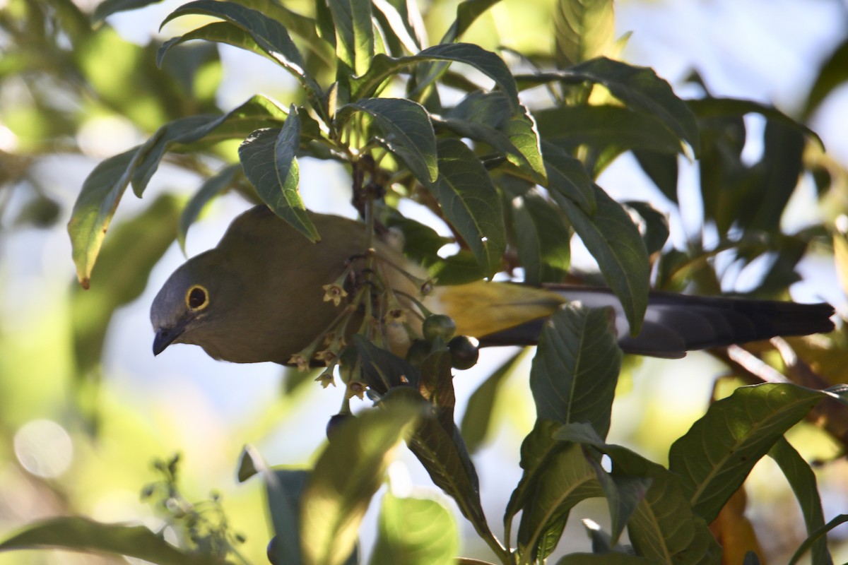 Long-tailed Silky-flycatcher - ML135978801