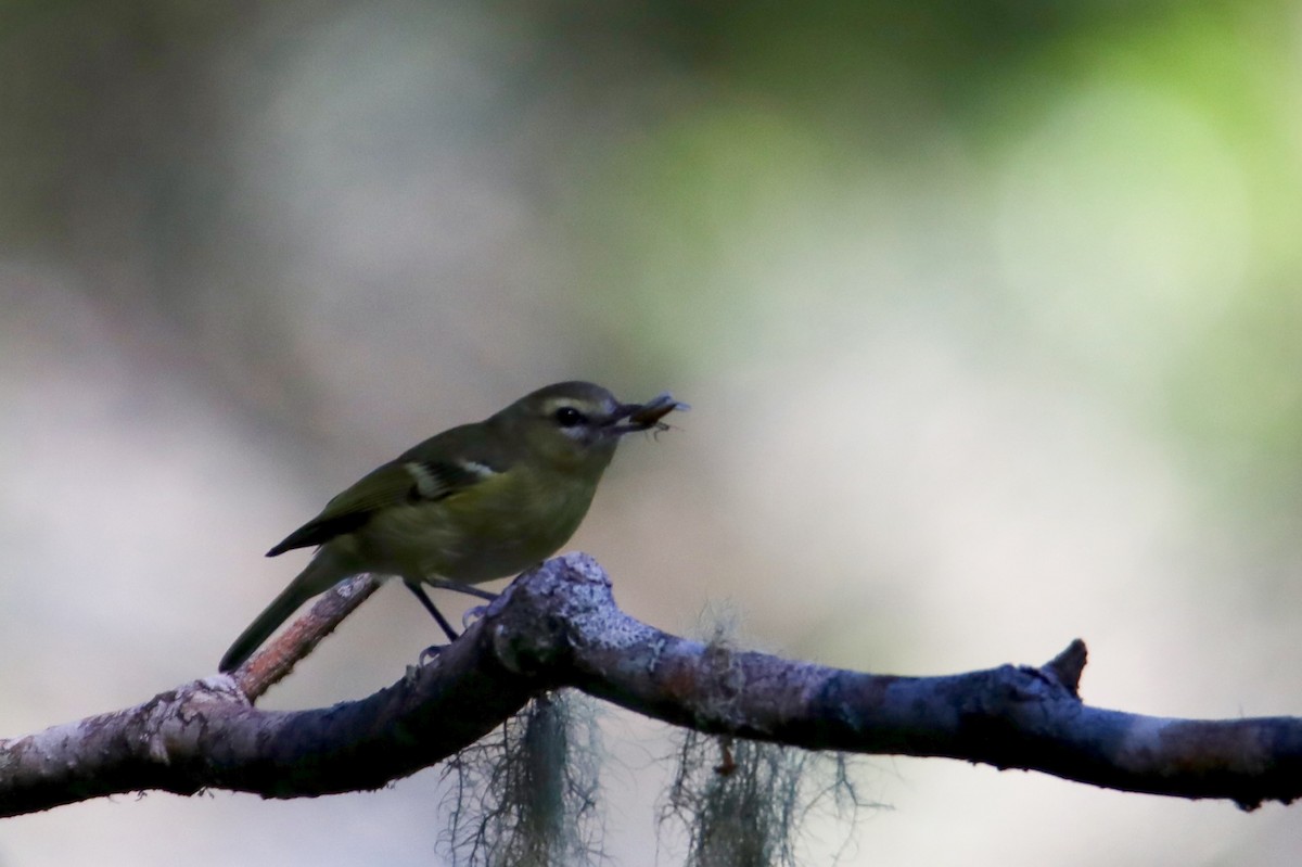 Gelbbindenvireo - ML135979601