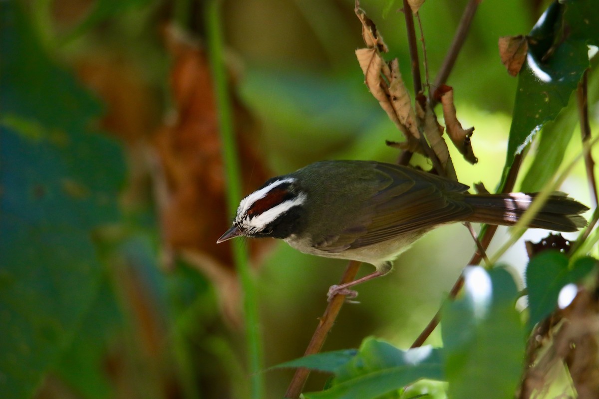 Black-cheeked Warbler - ML135980961