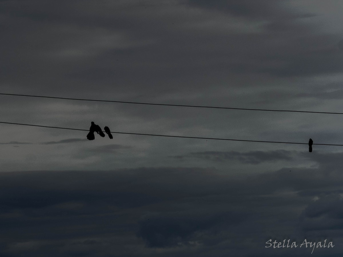 Smooth-billed Ani - ML135981151