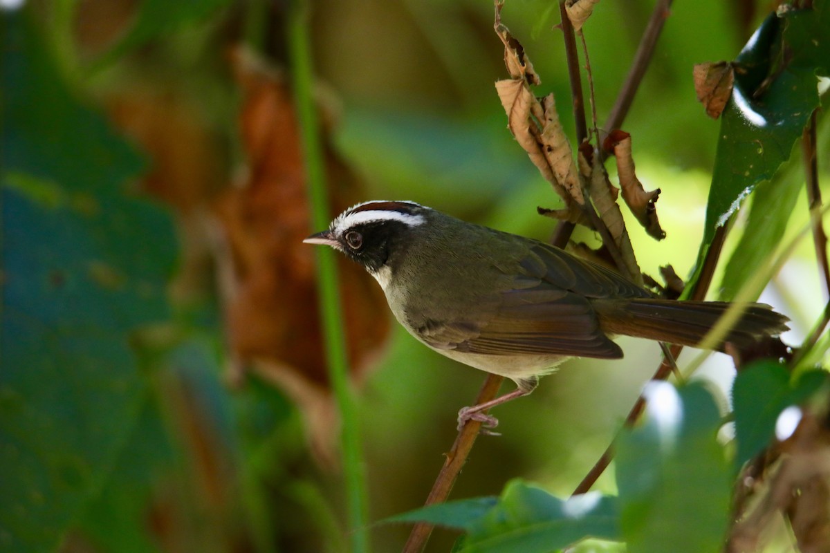 Black-cheeked Warbler - ML135981161