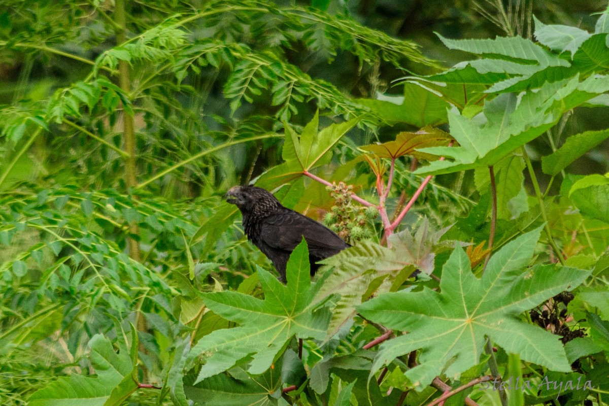 Smooth-billed Ani - ML135981171