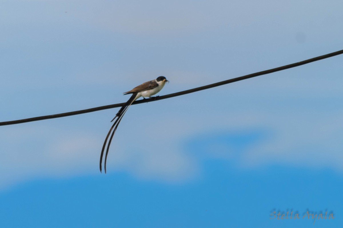 Fork-tailed Flycatcher - ML135981451