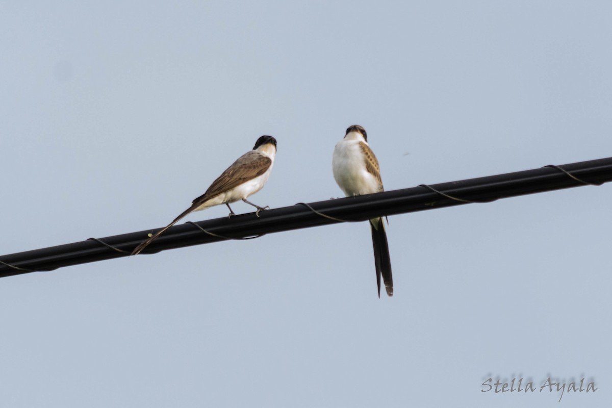 Fork-tailed Flycatcher - ML135981461