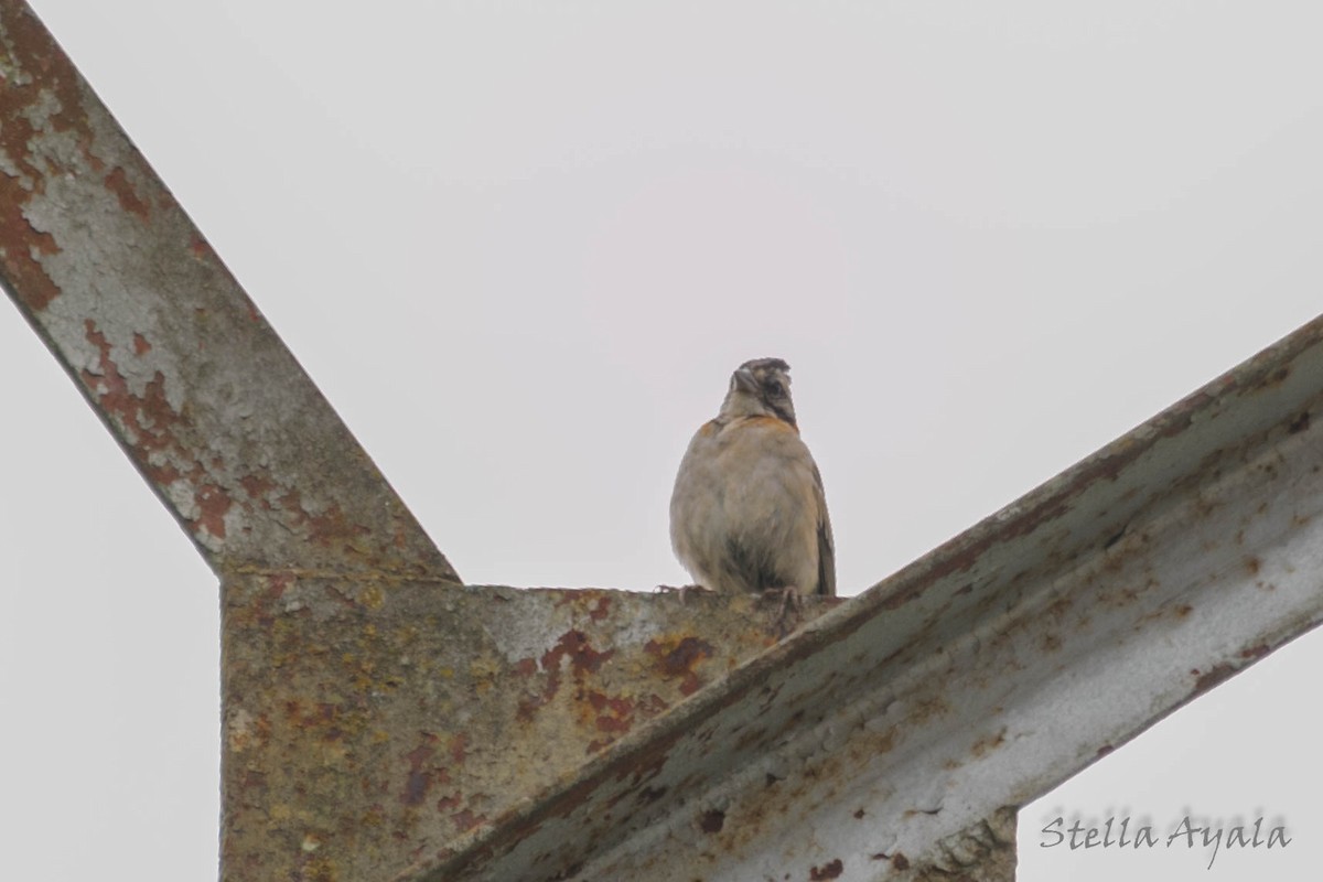 Rufous-collared Sparrow - ML135981521