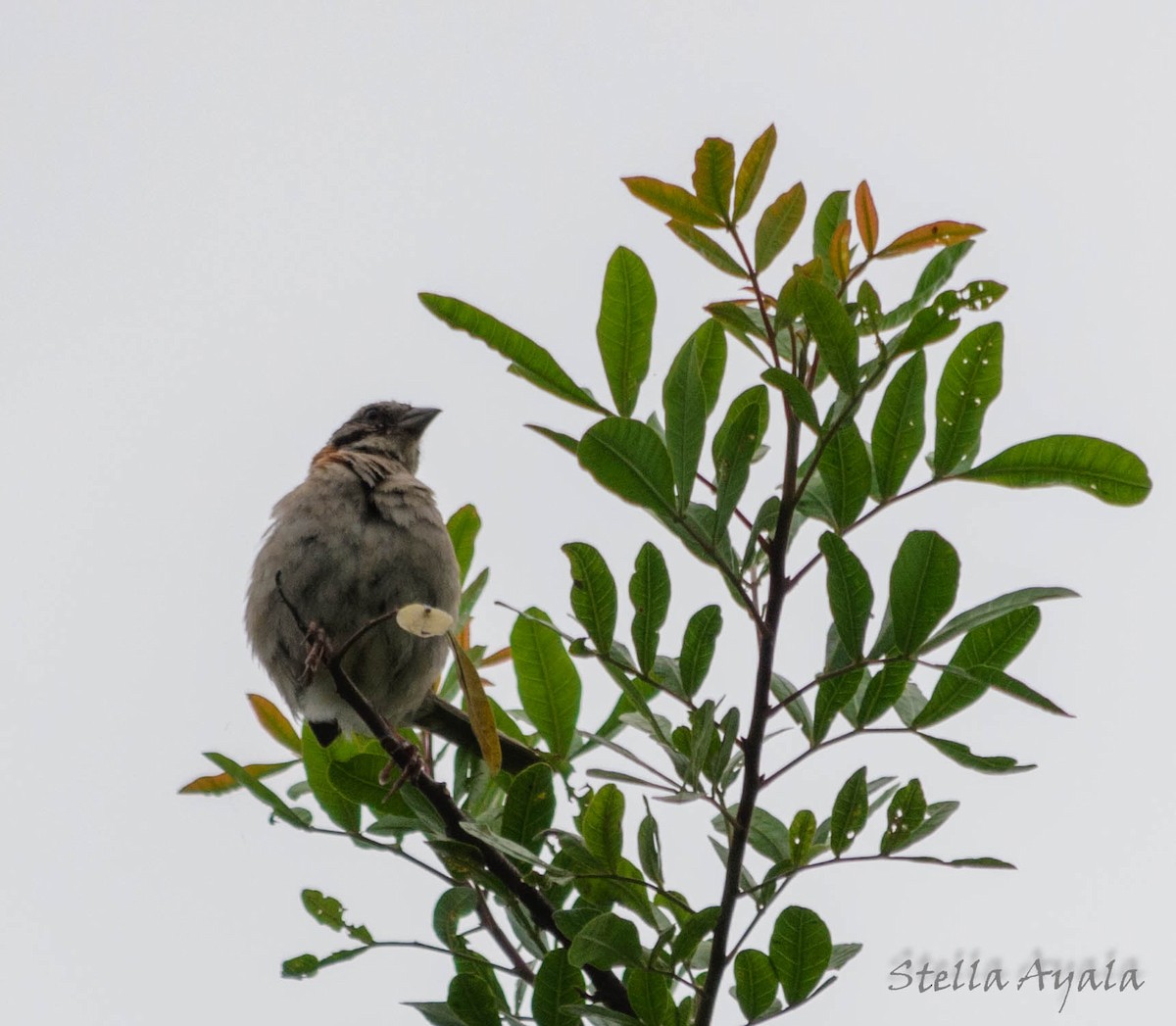 Rufous-collared Sparrow - ML135981541