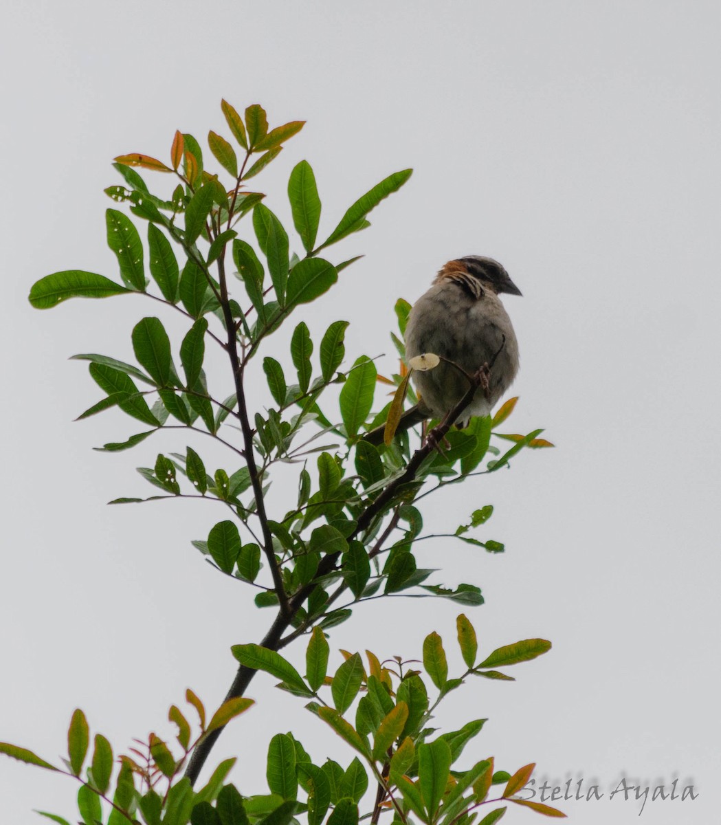 Rufous-collared Sparrow - ML135981561