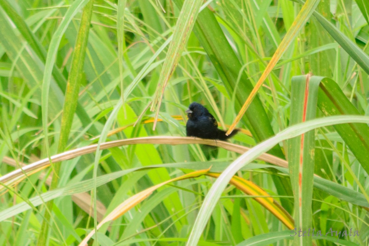 Blue-black Grassquit - ML135982051