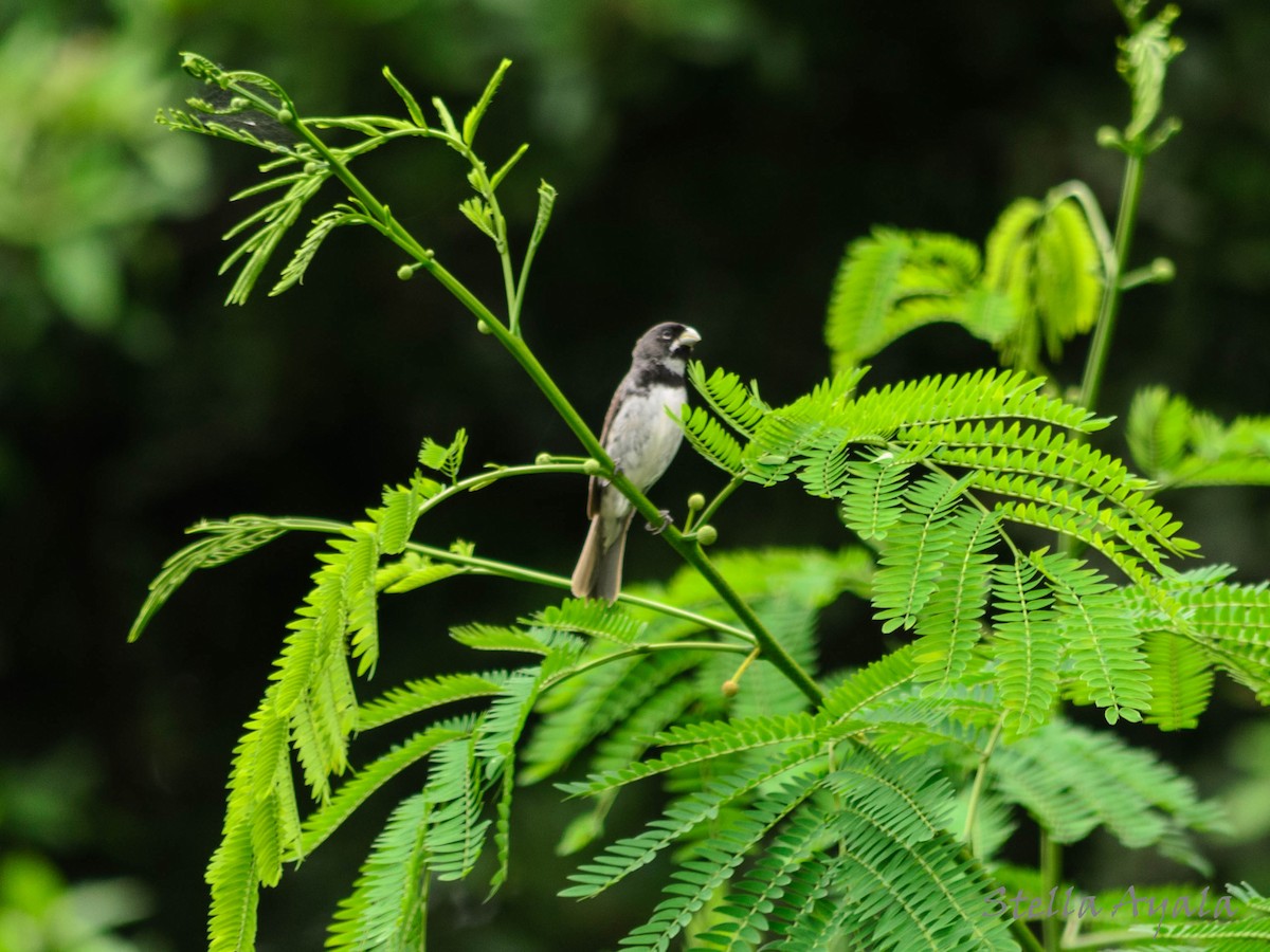 Double-collared Seedeater - ML135982131