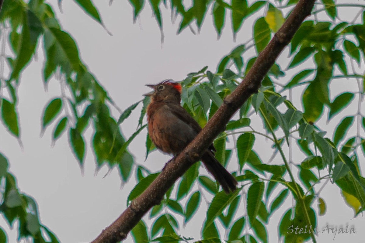 Red-crested Finch - ML135982791