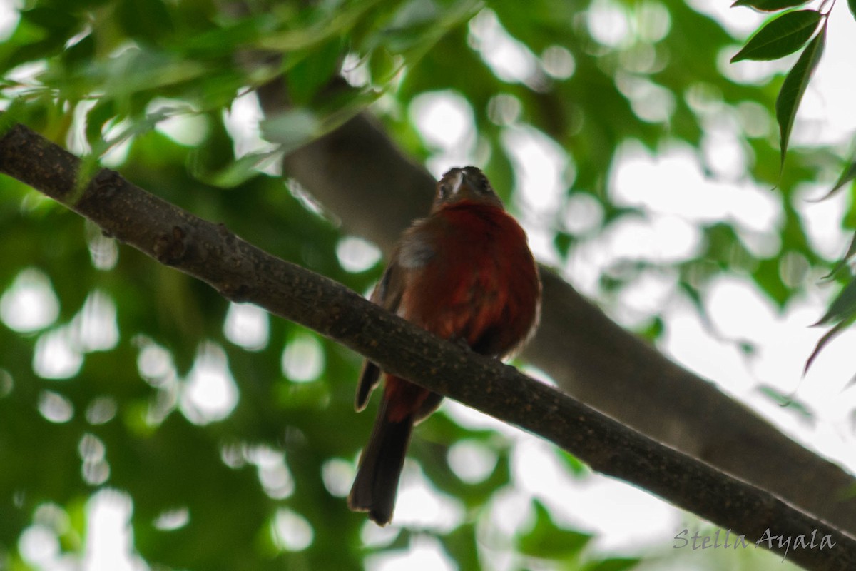 Red-crested Finch - ML135982811