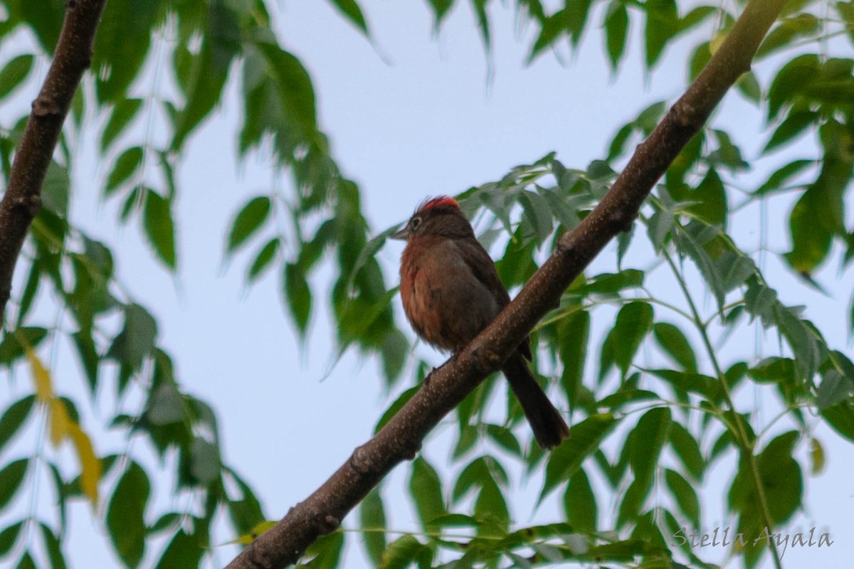 Red-crested Finch - ML135982821