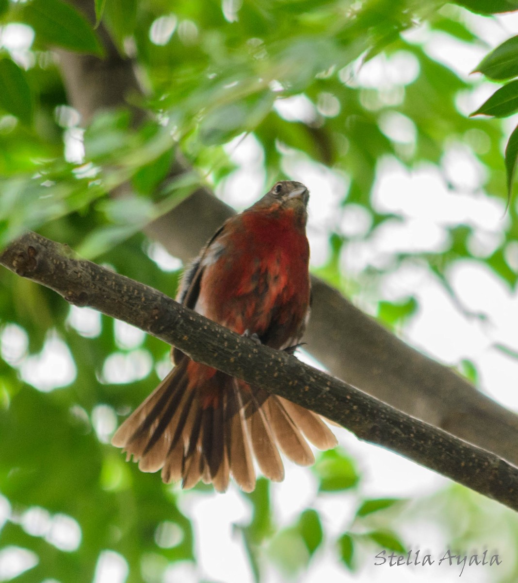 Red-crested Finch - ML135982831